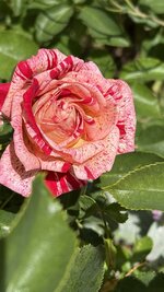 IMG_4544.jpeg