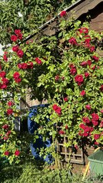 IMG_4533.jpeg