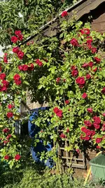 IMG_4533.webp