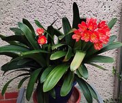 Clivia 1.6.25.jpg