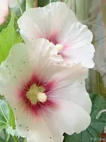 c035.webp