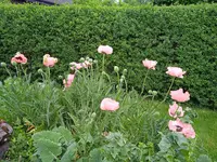 IMG_20250601_081146.jpg