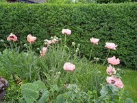IMG_20250601_081146.jpg