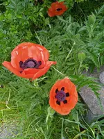 IMG_20250601_081228.jpg