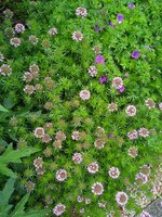IMG_20250601_081318.jpg