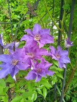 IMG_20250601_081432_1.jpg