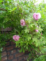 IMG_20250601_081604.jpg