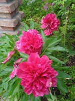 IMG_20250601_081629.jpg