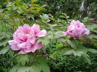 IMG_20250601_081711.jpg