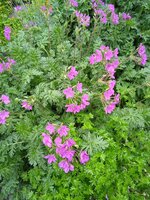 IMG_20250601_082102_1.jpg