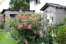 Rose Juanita      0124.JPG