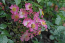 Rose Juanita    0823.JPG
