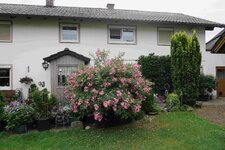 Rose Juanita    1223.JPG