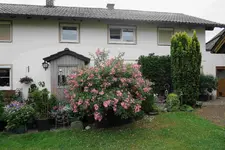 Rose Juanita    1223.webp