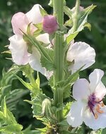 IMG_0106.jpeg
