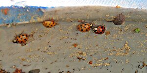 IMG_4305 - Copy.JPG