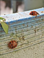 IMG_4307 - Copy.JPG