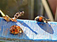 IMG_4310 - Copy.JPG