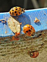 IMG_4312 - Copy.JPG