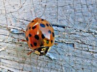 IMG_4317 - Copy.JPG