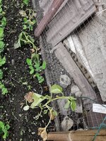 IMG_20250601_111317.jpg