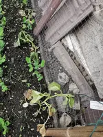 IMG_20250601_111317.webp