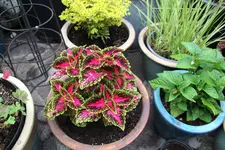 Buntnessel     0125.webp