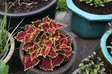 Buntnessel     0225.webp