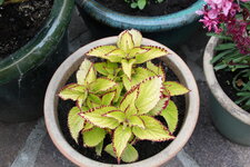 Buntnessel     0325.JPG