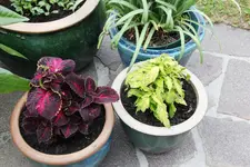 Buntnessel     0425.webp