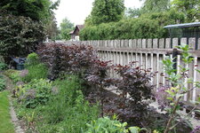 Blutbuche 0125.JPG