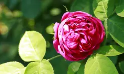 _MG_9114.webp