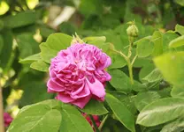 _MG_9460.webp