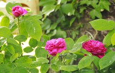 _MG_9462.JPG
