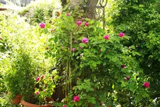 _MG_9463.webp