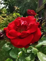IMG_20250601_112451.jpg