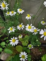 IMG_20250601_111500.jpg
