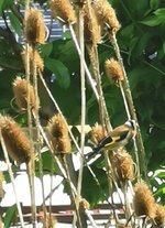 IMG_20250601_103825.jpg