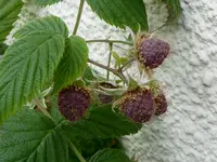 21.webp