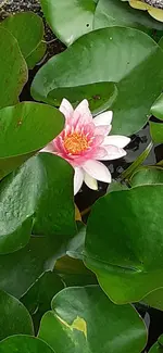 20250601_163030.webp