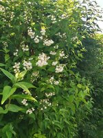 IMG_20250601_082255.jpg