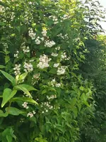 IMG_20250601_082255.webp