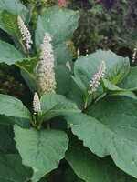 IMG_20250601_082843.jpg