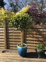 IMG_1350.jpeg