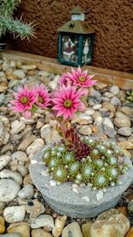 IMG_20180601_163830618.jpg