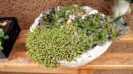 IMG_20190504_124947537.jpg