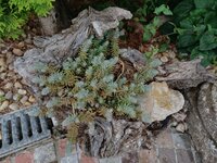 IMG_20250601_180345.jpg