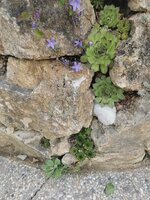 IMG_20250601_152658.jpg