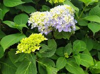 IMG_20250601_154503.jpg