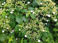IMG_20250601_153506_1.jpg